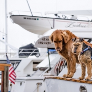 Pet-friendly yachts by SCS Yachting