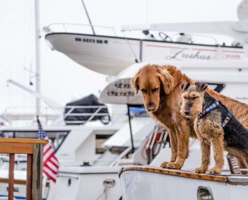 Pet-friendly yachts by SCS Yachting