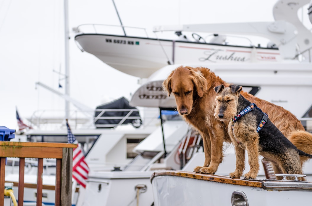 Pet-friendly yachts by SCS Yachting
